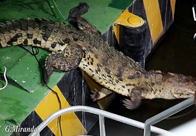 Cocodrilo Juancho regresa al Puerto Salvador Allende