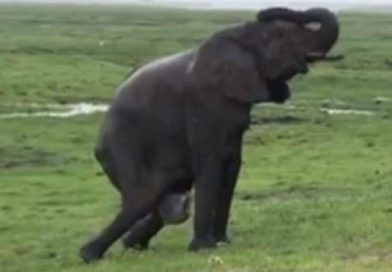 Elefante da a luz en medio de safari. La manada se juntó y mirá como recibieron al nuevo miembro