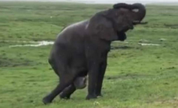  Elefante da a luz en medio de safari. La manada se juntó y mirá como recibieron al nuevo miembro
