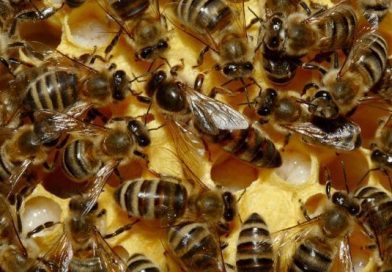 Abejas africanizadas atacan a 16 personas en Peñas Blancas