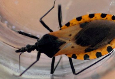 Nicaragua será sede de la reunión centroamericana para el control y la atención médica de la enfermedad de chagas