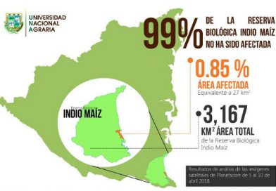 99 % DE INDIO MA&Iacute;Z SIGUE INTACTA