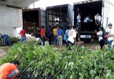 JS19J en Río San Juan descarga camiones con plantas que serán enviadas a Indio Maíz