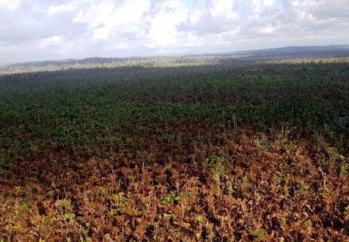 Exploraci&oacute;n a&eacute;rea revela que no hay foco de fuego en Indio Ma&iacute;z
