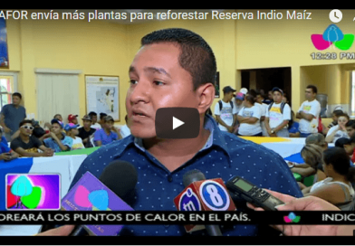 INAFOR envía más plantas para reforestar Reserva Indio Maíz