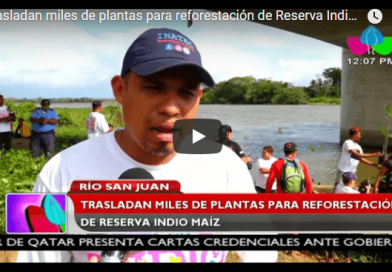 Trasladan miles de plantas para reforestación de Reserva Indio Maíz