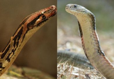 Graban una reñida pelea entre una cobra y una pitón