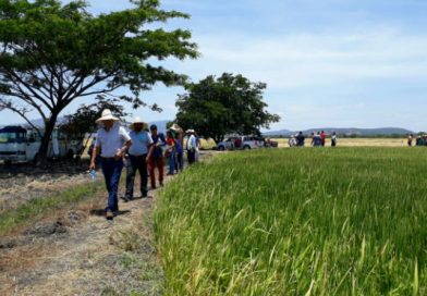 INTA Matagalpa presenta nuevas tecnologías para la producción de arroz