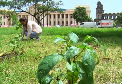 Movimiento Guardabarranco reforesta sectores de la Plaza 22 de Agosto en Managua