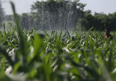 Sistema de Producción evalúa avanza del ciclo agrícola en el país