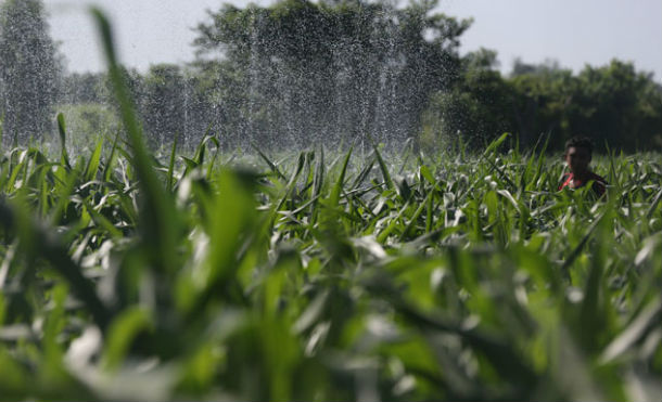 Sistema de Producción evalúa avanza del ciclo agrícola en el país