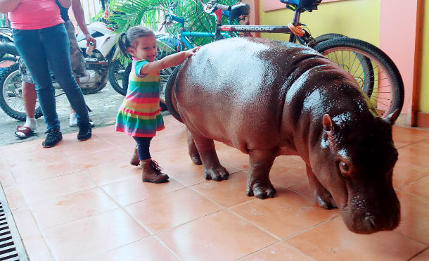 Suri el hipopótamo que se ha vuelto viral en Nicaragua