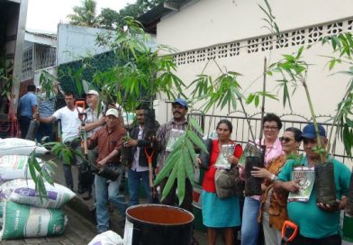 MEFCCA entrega plántulas de bambú a protagonistas de El Tuma La Dalia y Rancho Grande