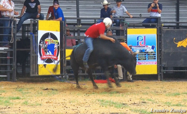 Los mejores toros de Río Blanco retaron a los montadores más experimentados en Managua