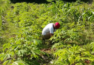 Agricultores de San Francisco y San Pedro del Norte inician labores de cultivos