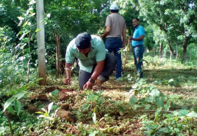 INAFOR continúa Jornada de Reforestación en Chontales