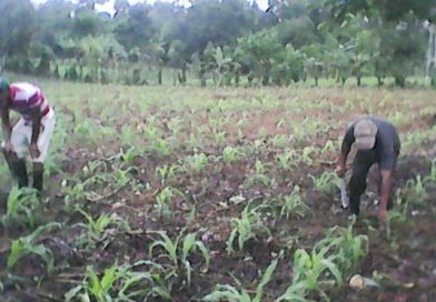Se reanima el trabajo agrícola y el comercio en Nueva Guinea