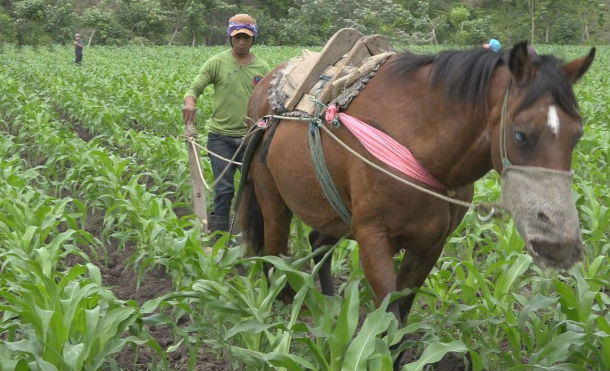 En el municipio de Jalapa, los productores están optimistas y listos para la producción