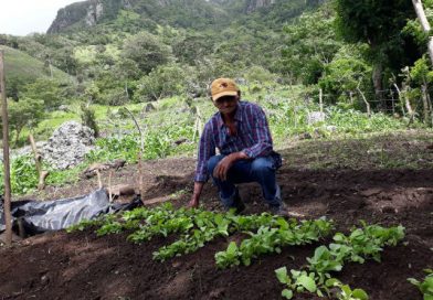 Productores del departamento de Boaco aseguran una buena cosecha