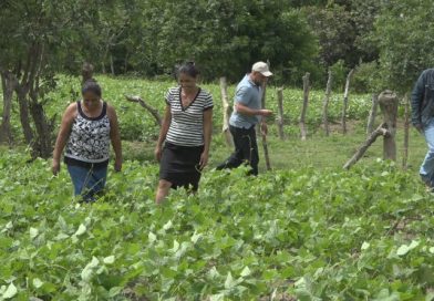 Campos reverdecen en esperanza de una Nicaragua por sendas de desarrollo económico