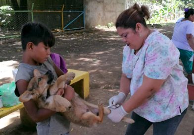 Chinandega: MINSA inicia jornada de vacunación canina