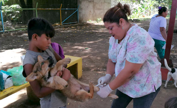 Chinandega: MINSA inicia jornada de vacunación canina