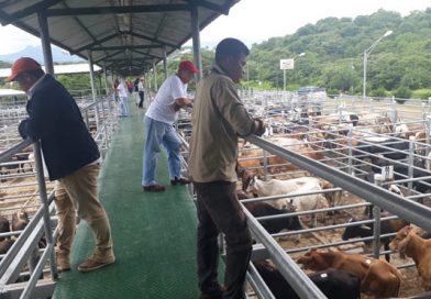 Chontales: Subasta Ganadera "La Chontaleña", continúa con buen empuje en ventas