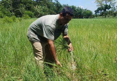 Gobierno y productores surcan los fértiles campos de una Nicaragua de Paz, Trabajo y Prosperidad