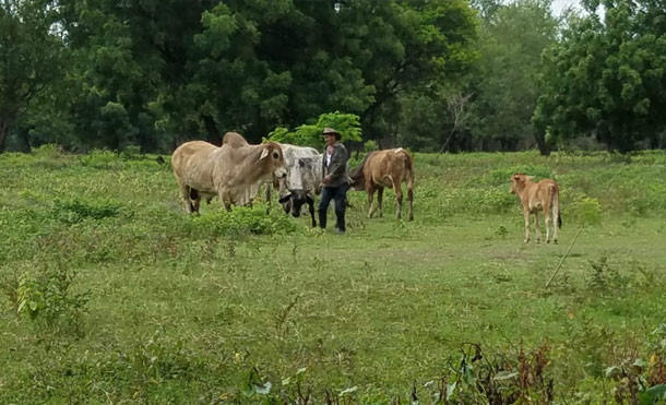 Gobierno y productores surcan los fértiles campos de una Nicaragua de Paz, Trabajo y Prosperidad