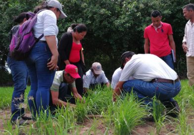 INTA sostiene encuentro con productores de bancos comunitarios de semillas de arroz en Chinandega