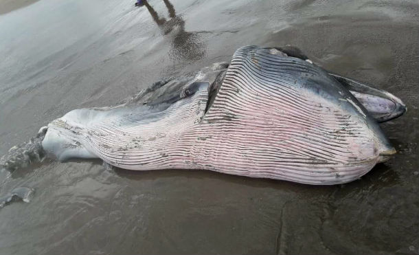 Aparece ballena muerta a orillas de la playa de Pochomil