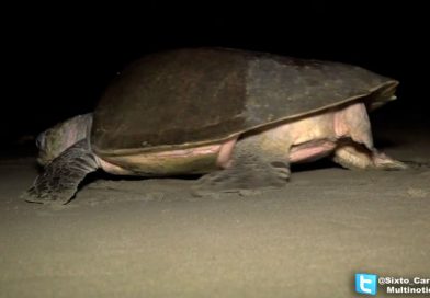 Aperturan campaña de protección y resguardo a las tortugas marinas en Rivas