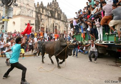 Realizan tradicional tope de toros en Granada