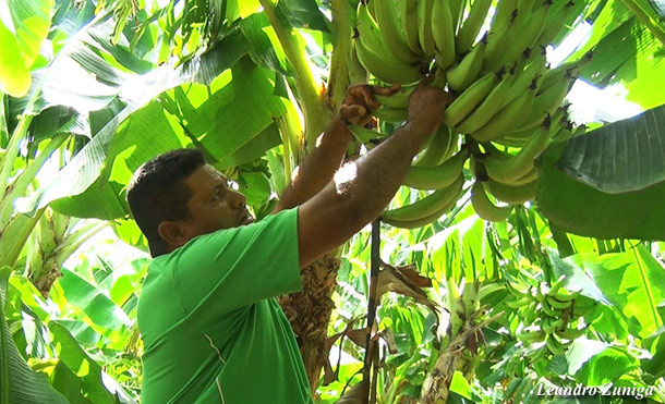 En Villa El Carmen los productores labran la tierra con mucho entusiasmo