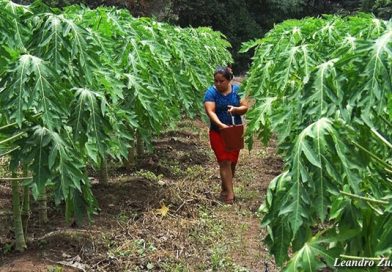 En Villa El Carmen los productores labran la tierra con mucho entusiasmo