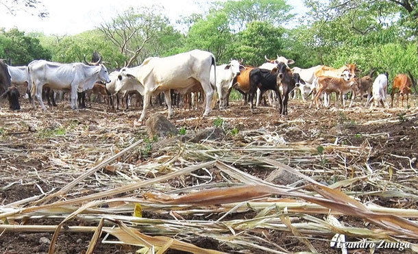 En Villa El Carmen los productores labran la tierra con mucho entusiasmo