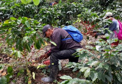 Inicia fase de graniteo en fincas cafetaleras de El Tuma - La Dalia