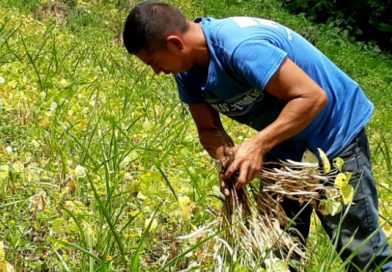 Producción de maíz y frijol en Matagalpa lista para salir