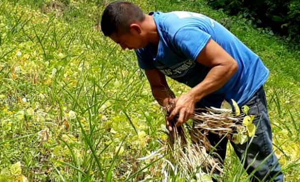 Producción de maíz y frijol en Matagalpa lista para salir