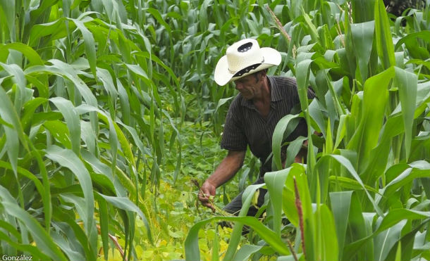 Jinotega: Productores de La Concordia destacan buena cosecha de maíz y frijoles