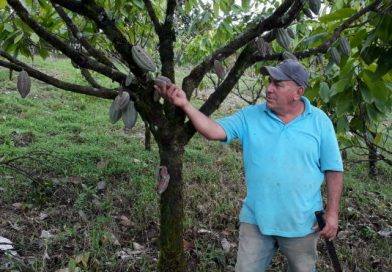 El Tuma – La Dalia: Cooperativas de Río Blanco trabajan para mejorar y prosperar