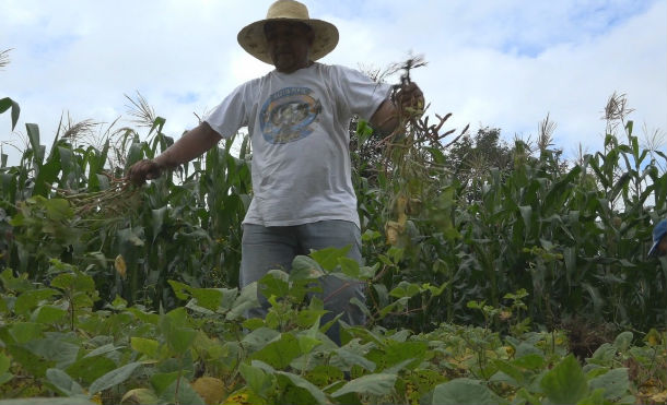 Nueva Segovia: Productores de San Fernando optimistas con su producción