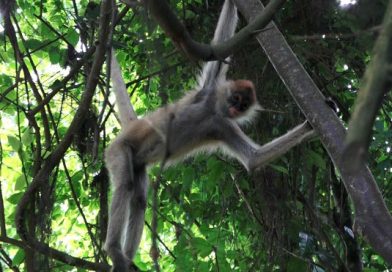 Rivas: Zoológico Nacional y Marena realizan liberación de animales en el municipio de Cárdenas