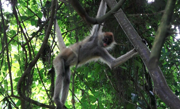 Rivas: Zoológico Nacional y Marena realizan liberación de animales en el municipio de Cárdenas