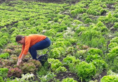 Productores de hortalizas de Matagalpa contentos con la buena cosecha