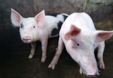 Mefcca continuando apoyando a emprendedores de Masaya