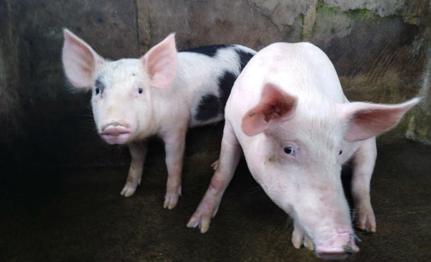 Mefcca continuando apoyando a emprendedores de Masaya