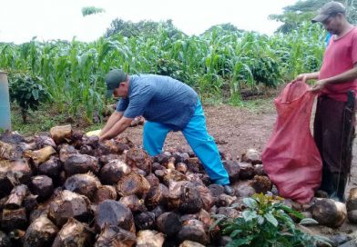 Nueva Guinea: productores reciben semilla de plátano