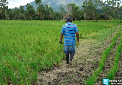 Productores de Ometepe con buenas expectativas para la producción agrícola de este año