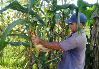 Nueva Guinea: Productores de maíz esperan buena cosecha